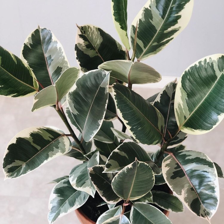 Grow Your Indoor Garden with Ficus Elastica Tineke - The Variegated Rubber Plant