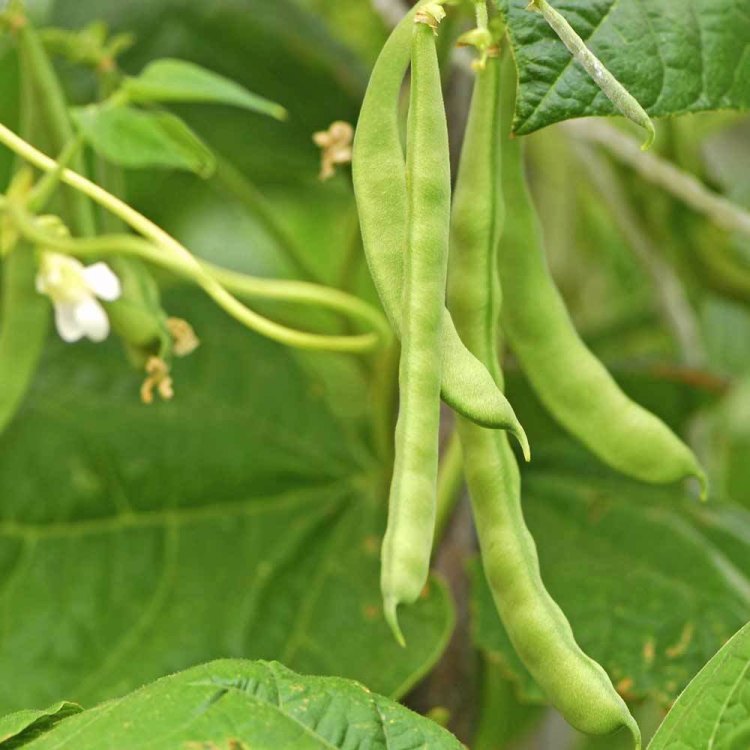 The Versatile and Nutritious Phaseolus Vulgaris: An In-depth Look at the Common Bean