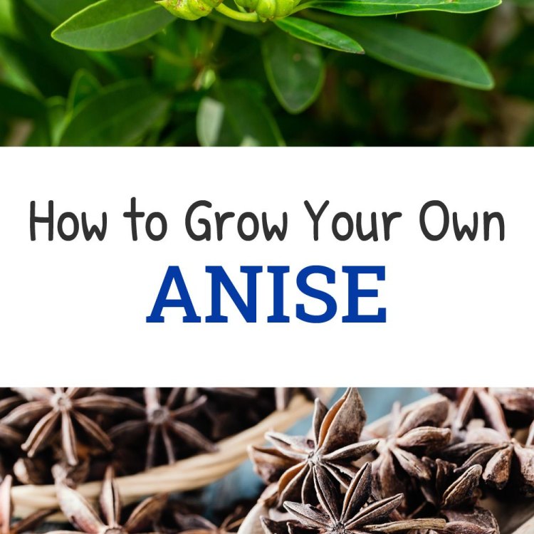 The Fascinating World of Anise: Unveiling the Mysteries of Pimpinella Anisum