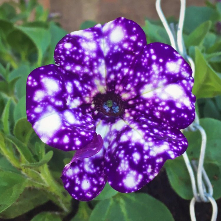 Discover the Dazzling Beauty of the Galaxy Petunia