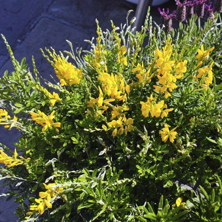 The Golden Beauty of Broom: Exploring the Fascinating Plant