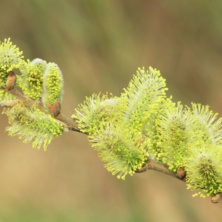 The Fascinating World of the Goat Willow: A Plant That Leaves A Lasting Impression