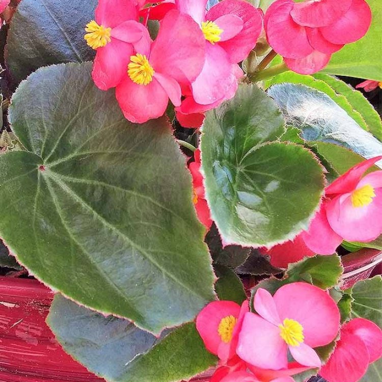 The Beauty and Versatility of Wax Begonias: A Gardener's Dream Plant