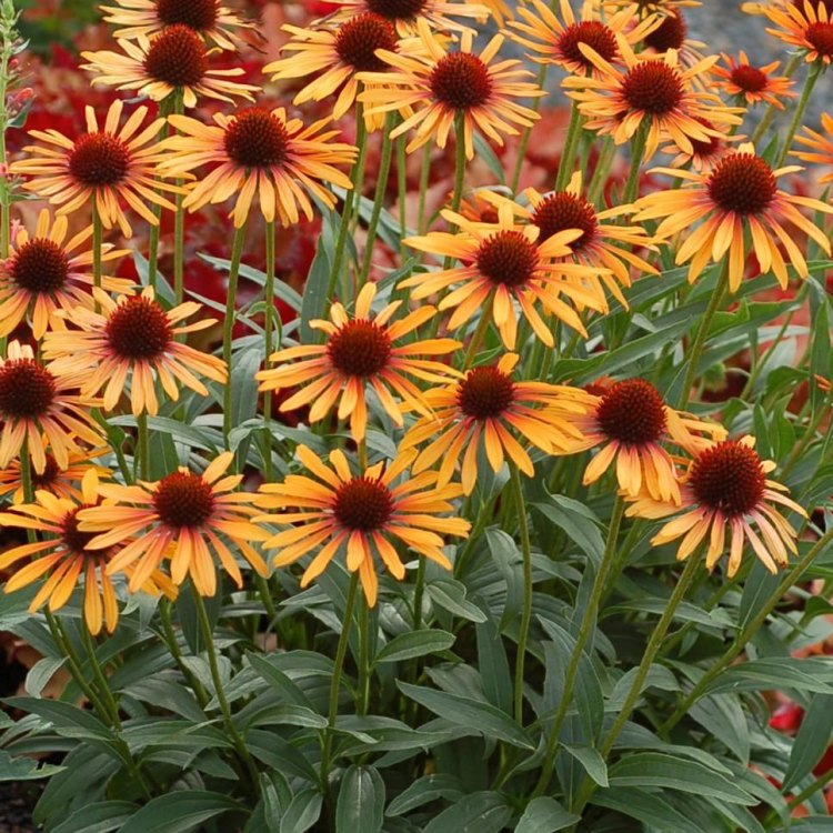 Coneflower: The Beautiful Wildflower of North America