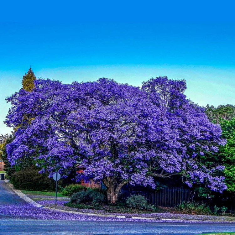 Jacaranda Mimosifolia: The Royal Beauty of the Tropics
