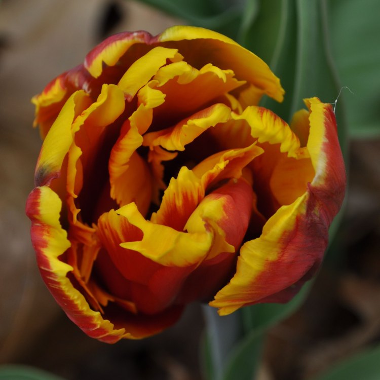 Discover the Beauty of Parrot Tulips: A Closer Look at the Fascinating Flower