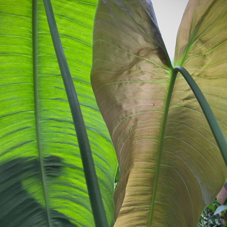 The Exotic Philodendron Sharoniae: A Tropical Beauty