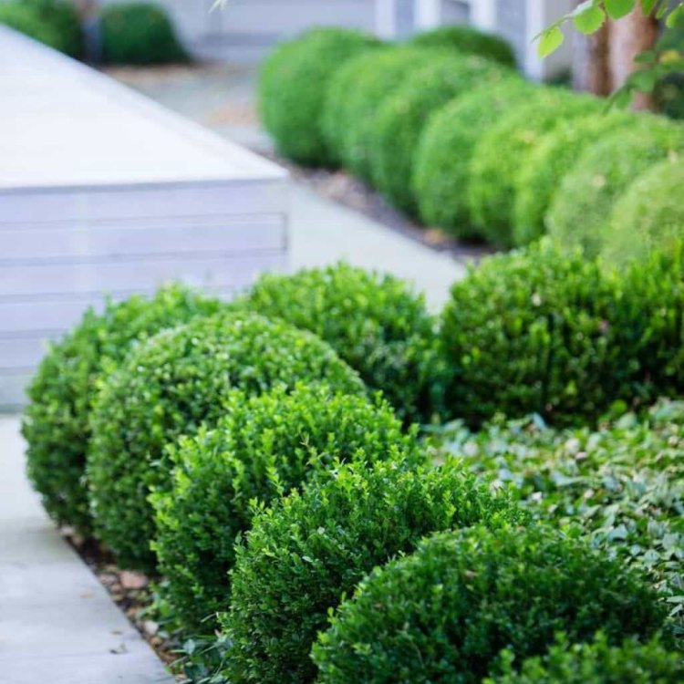The Fascinating World of Boxwood: A Timeless and Versatile Garden Treasure