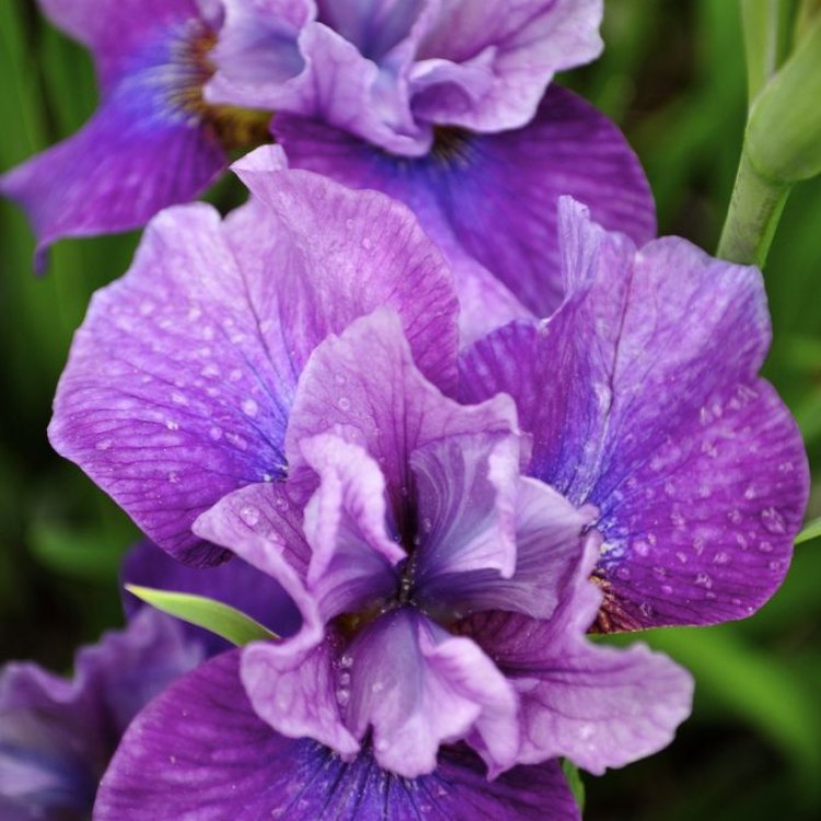 Iris Flowers