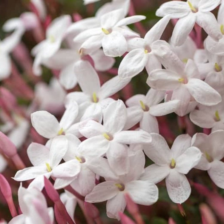 The Beautiful Pink Jasmine: A Heavenly Addition to Your Garden