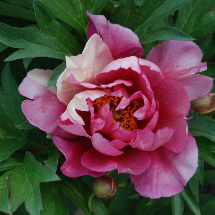 The Alluring Beauty of Itoh Peony: A Must-Have Plant for Your Garden