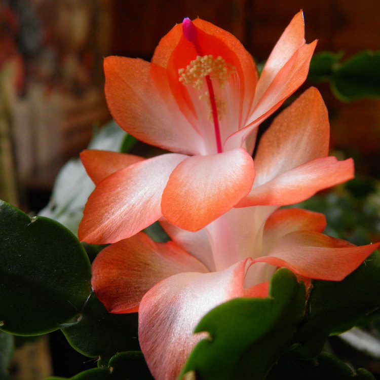 The Adventurous Journey of the Holiday Cactus from Brazil to Your Indoor Hanging Baskets