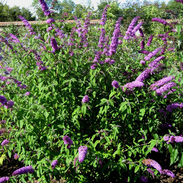 Heralding the Majestic Butterfly Bush: Discover the Intriguing Buddleia Davidii