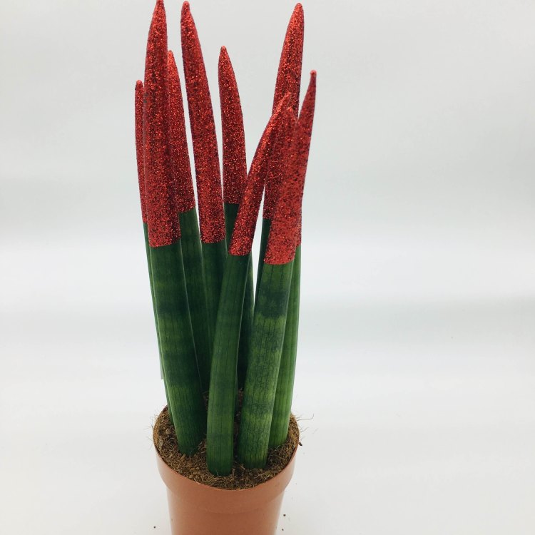 African Spear Plant: The Unique and Beautiful Addition to Your Indoor Jungle