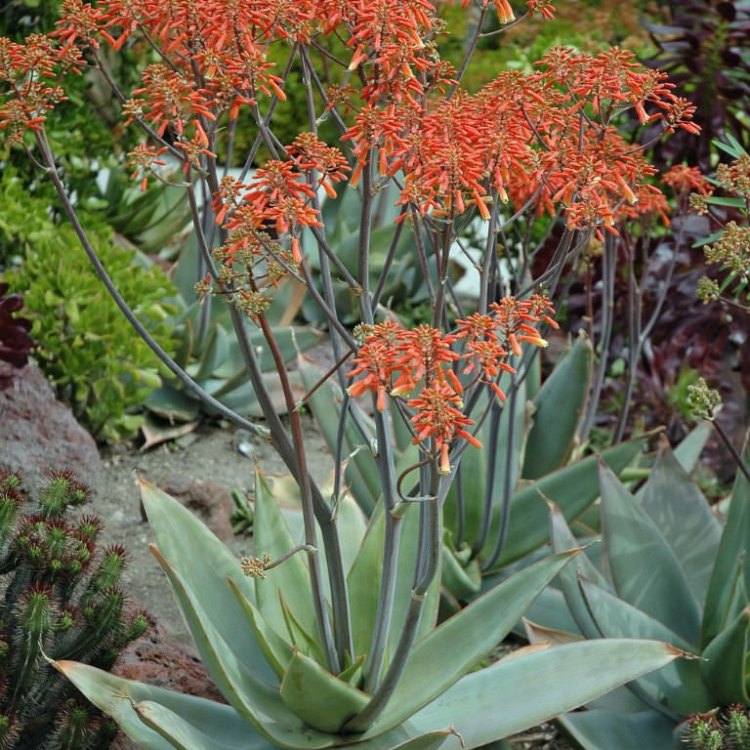 Captivating Coral Aloe: The Queen of Southern Africa