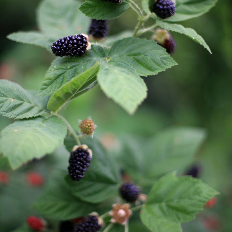 The Enchanting World of Blackberries