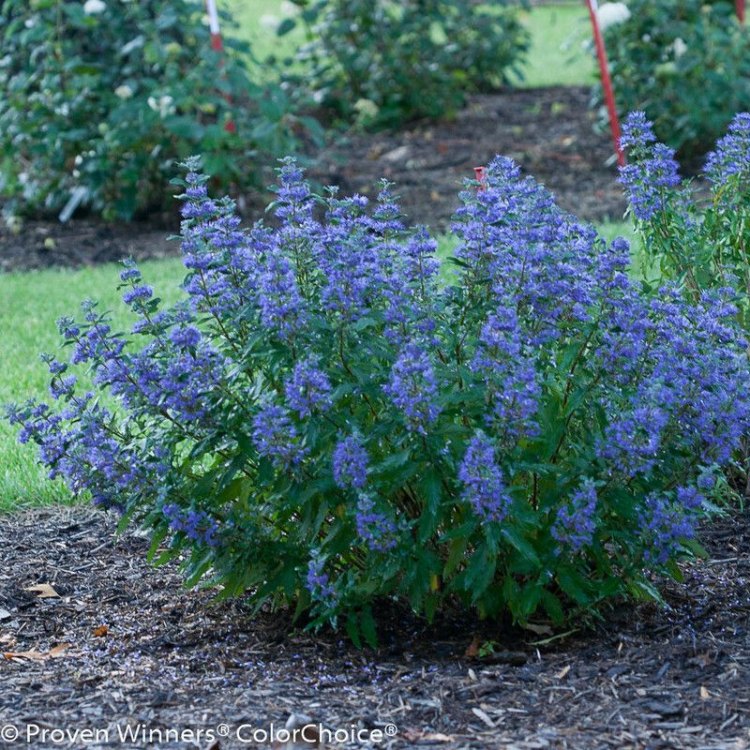Discover the Beauty of Blue Beard: A Versatile and Vibrant Shrub