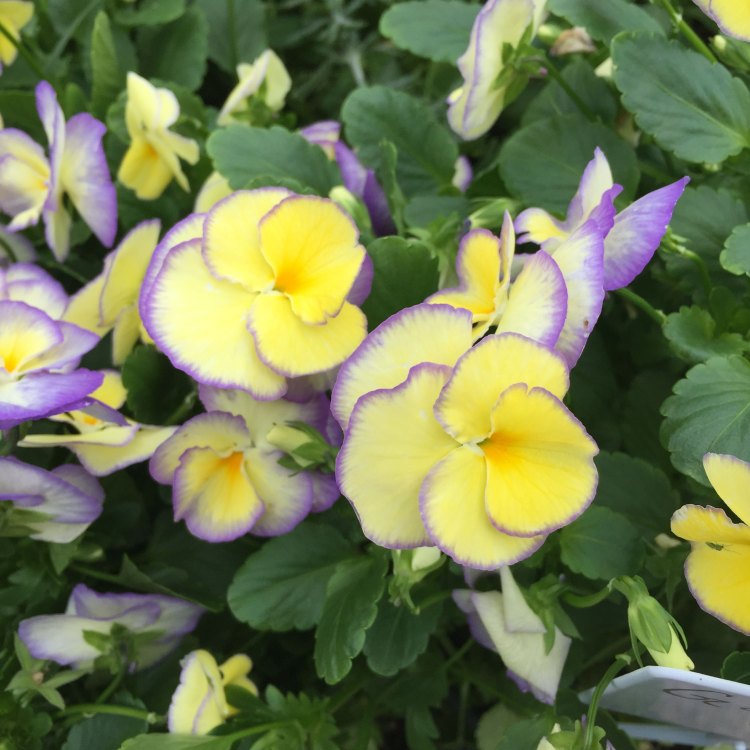 The Pansy: A Beautiful and Enchanting Addition to Any Garden