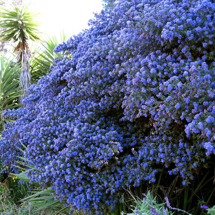 Title: The Enigmatic Beauty of Ceanothus: A Closer Look at North America's Dazzling Shrub