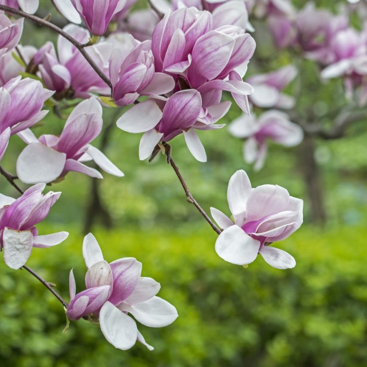 Saucer Magnolia: A Beautiful Ornamental Plant from China