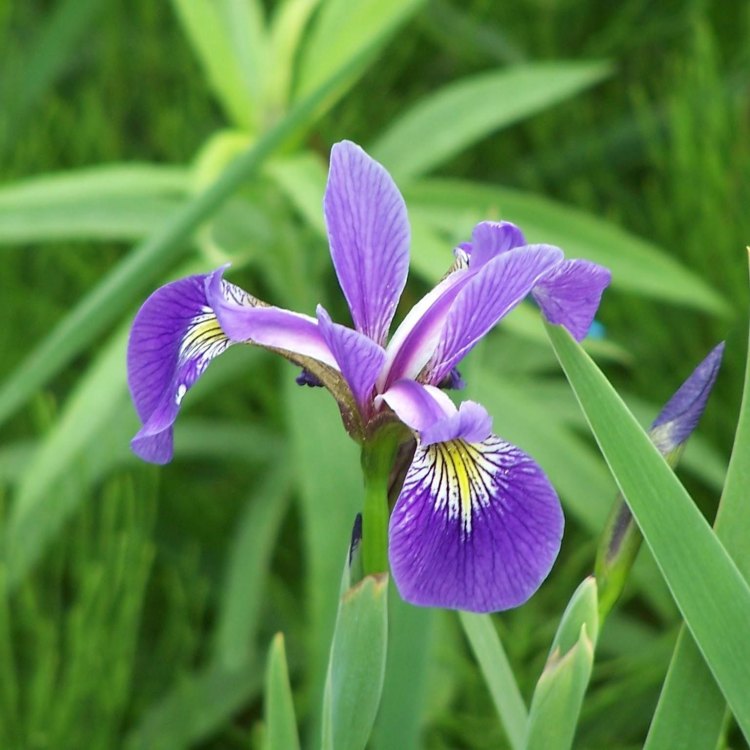 The Beautiful and Resilient Blue Flag Iris