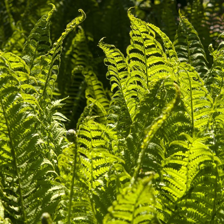 The Remarkable Ostrich Fern: A Marvel of Nature