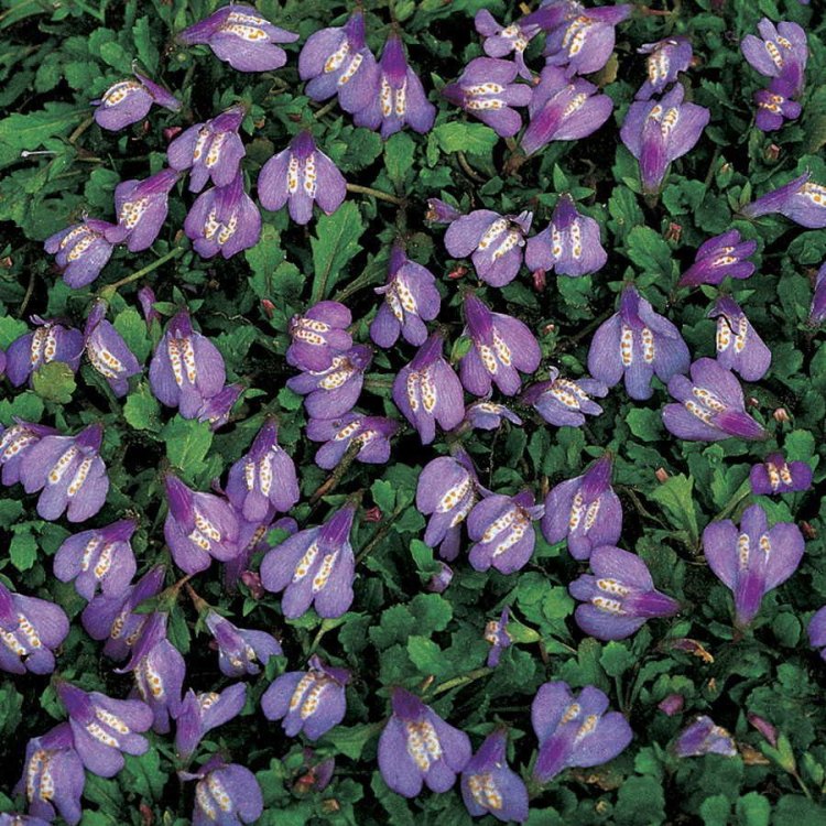 The Mesmerizing Creeping Mazus – A Jewel in the Garden