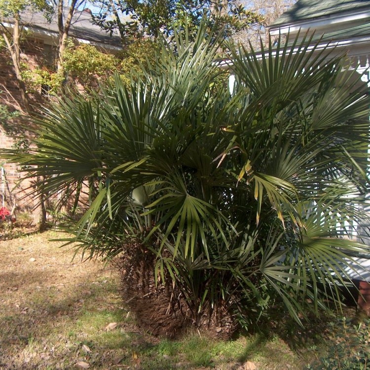 The Needle Palm: A Hardy Yet Beautiful Addition to Your Garden