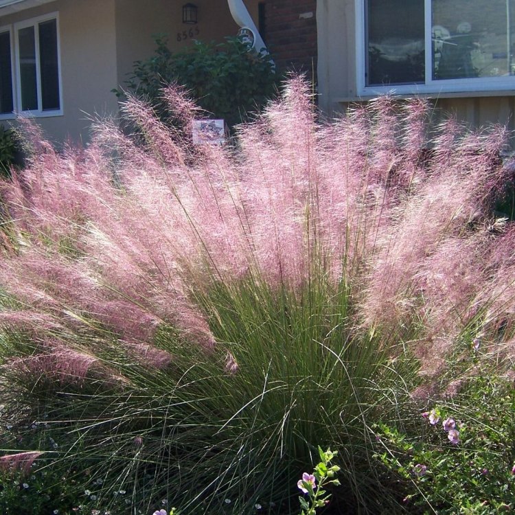 The Splendor of Pink Muhly Grass: A Beautiful and Hardy Addition to Your Garden
