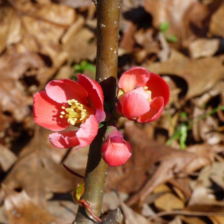 The Captivating Beauty of Chinese Flowering Quince: An Overview