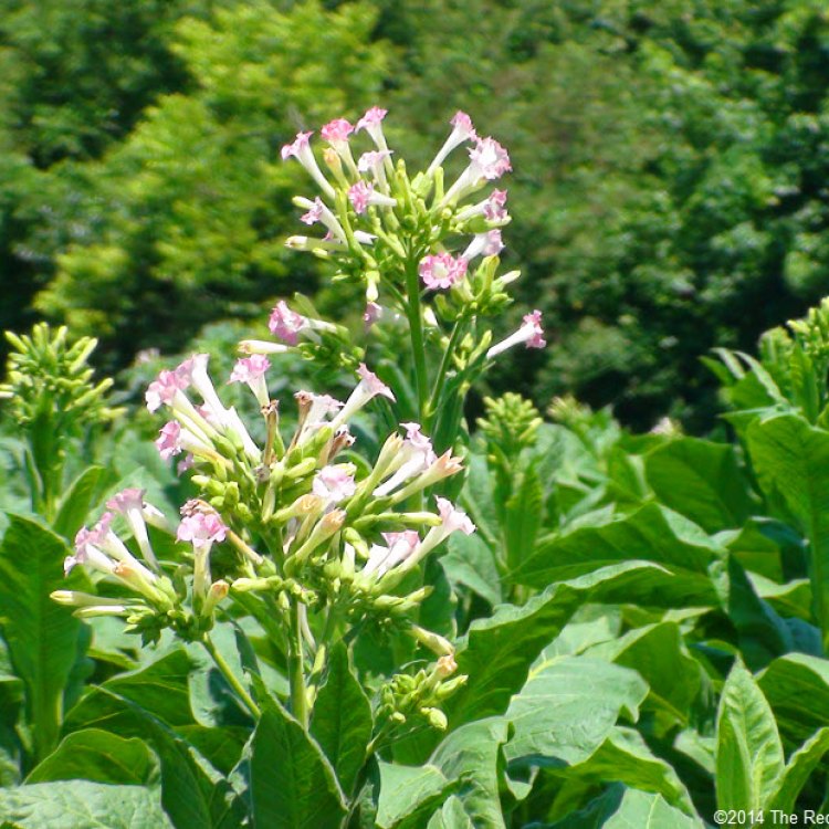 The Beautiful and Versatile Flowering Tobacco: A Guide to Growing and Enjoying Nicotiana Alata