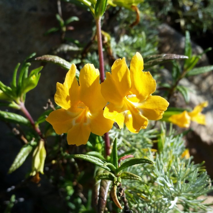 Monkey Flowers: The Beautiful and Versatile Plant