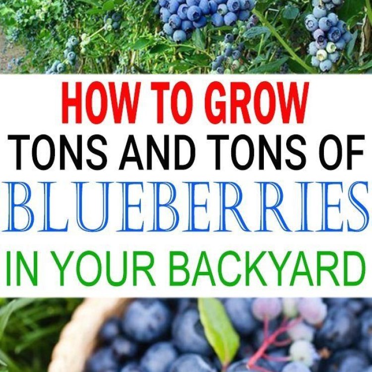 If You Love Blueberries, You'll Want to Read This!