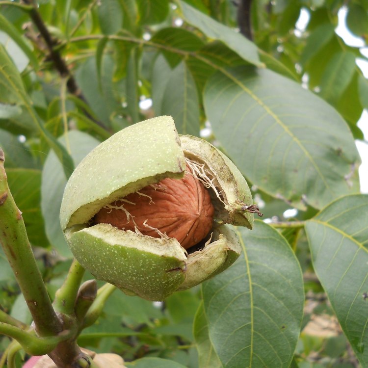 The Incredible English Walnut Tree: A True Wonder of Nature
