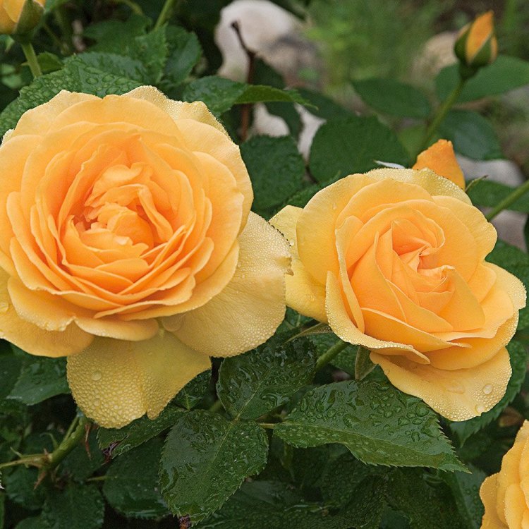 The Beauty of Julia Child Roses: A Guide to Growing and Appreciating