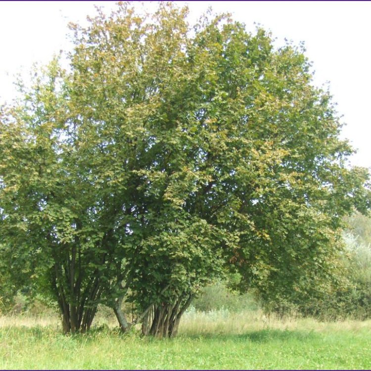 The Versatile Common Hazelnut Tree: A Natural Wonder Worth Exploring