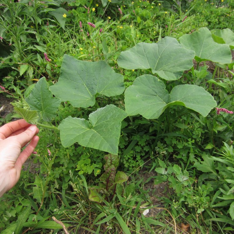 The Natural Delight of Butternut Squash: An In-Depth Look at Cucurbita Moschata