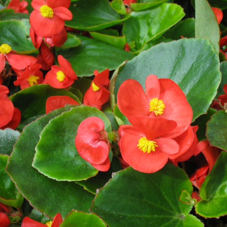 The Magical and Versatile Flower: Begonia