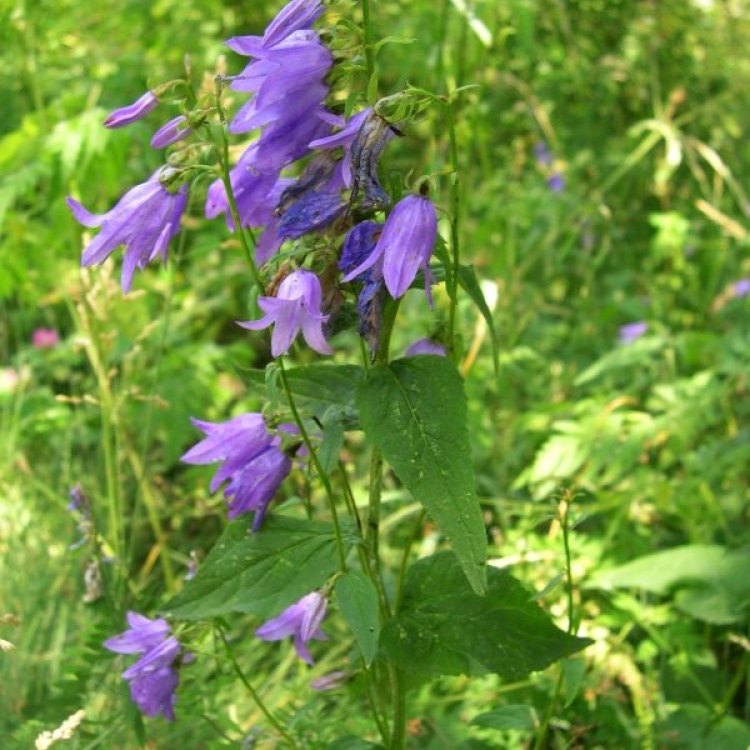 The Enchanting Beauty of Campanula Rapunculoides: A Delightful Addition to Any Garden