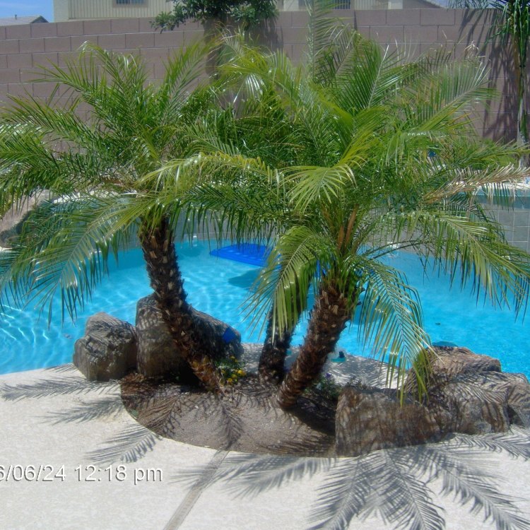 The Majestic Palm Tree: A Tropical Treasure