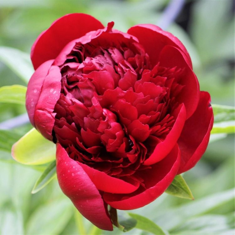 The Alluring Red Charm Peony: A True Beauty in the World of Plants