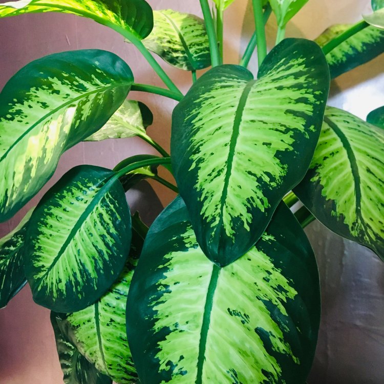 The Fascinating World of Dieffenbachia: A Tropical Plant Perfect for your Indoor Space