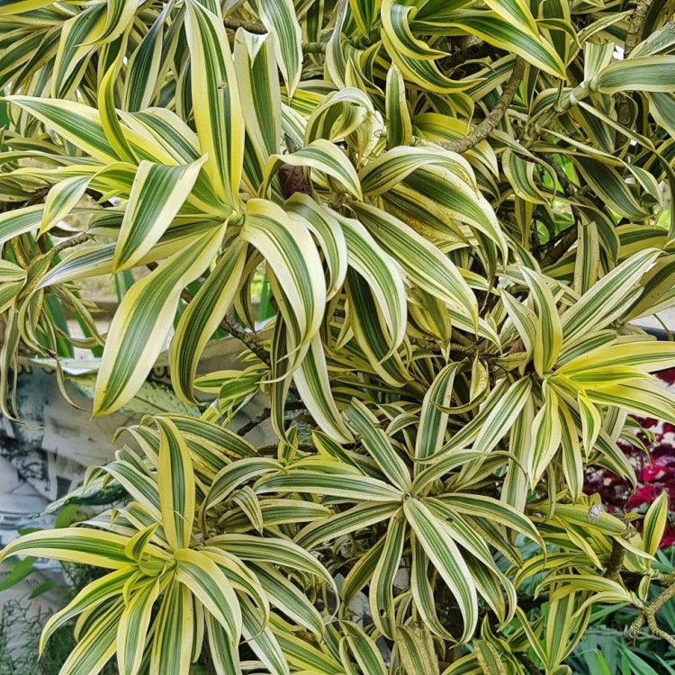 The Dracaena plant – A Vibrant and Low-Maintenance Addition to Your Space