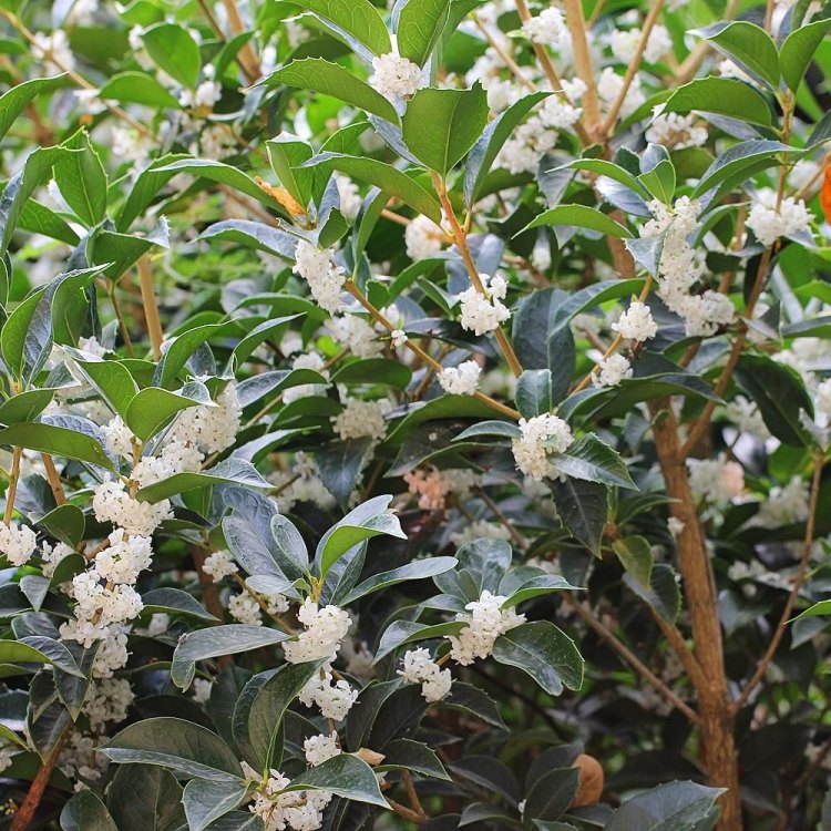 The Delicate Beauty of the Tea Olive Plant: Everything You Need to Know