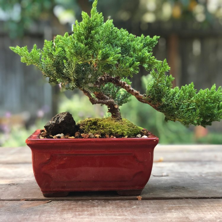 The Timeless Beauty of Juniperus Bonsai: An Iconic Plant