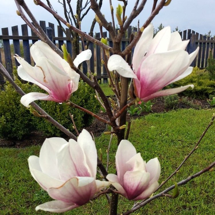 The All-White Beauty: The Enigmatic Kobus Magnolia