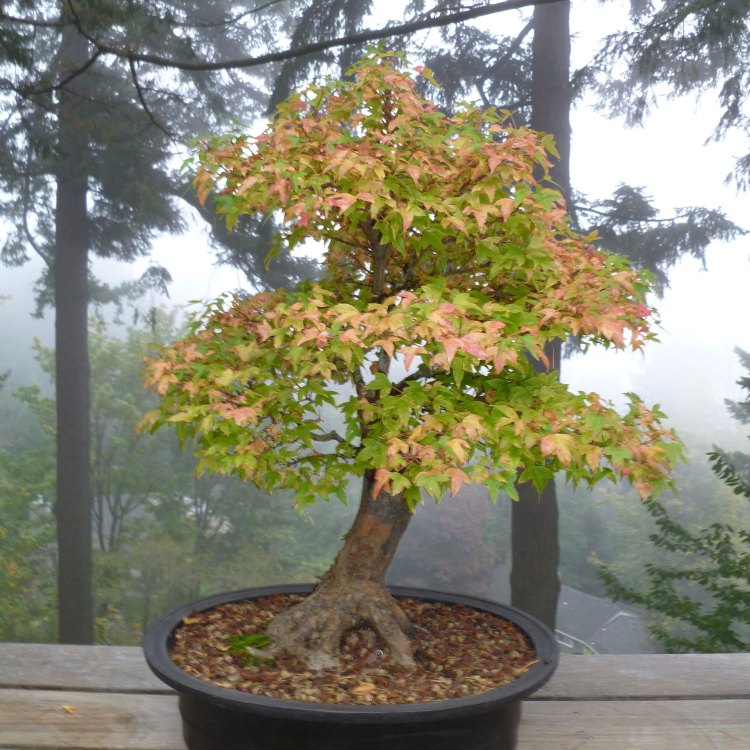 The Majestic Trident Maple: A Marvel of the Plant Kingdom