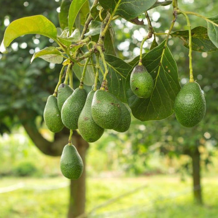 The Mighty Avocado: A Journey Through its Rich History and Benefits