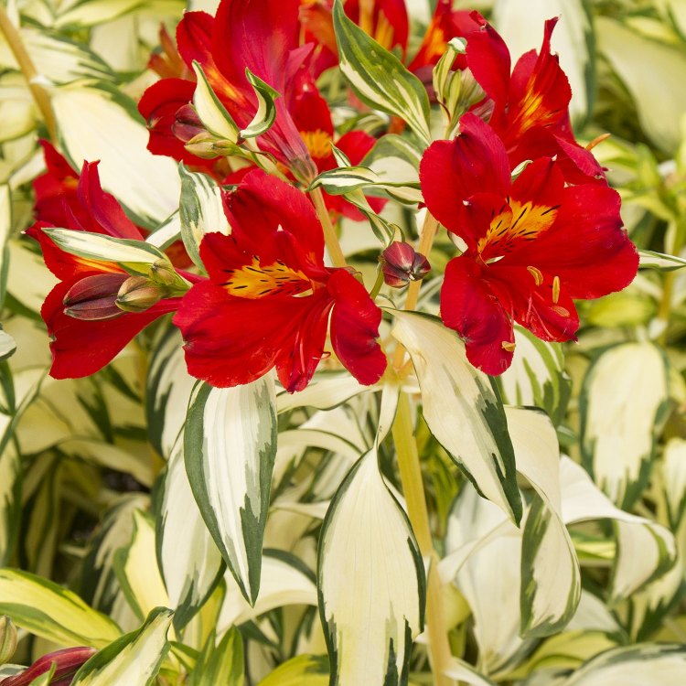 The Beautiful and Resilient Peruvian Lily: A Closer Look at This Magnificent Flower