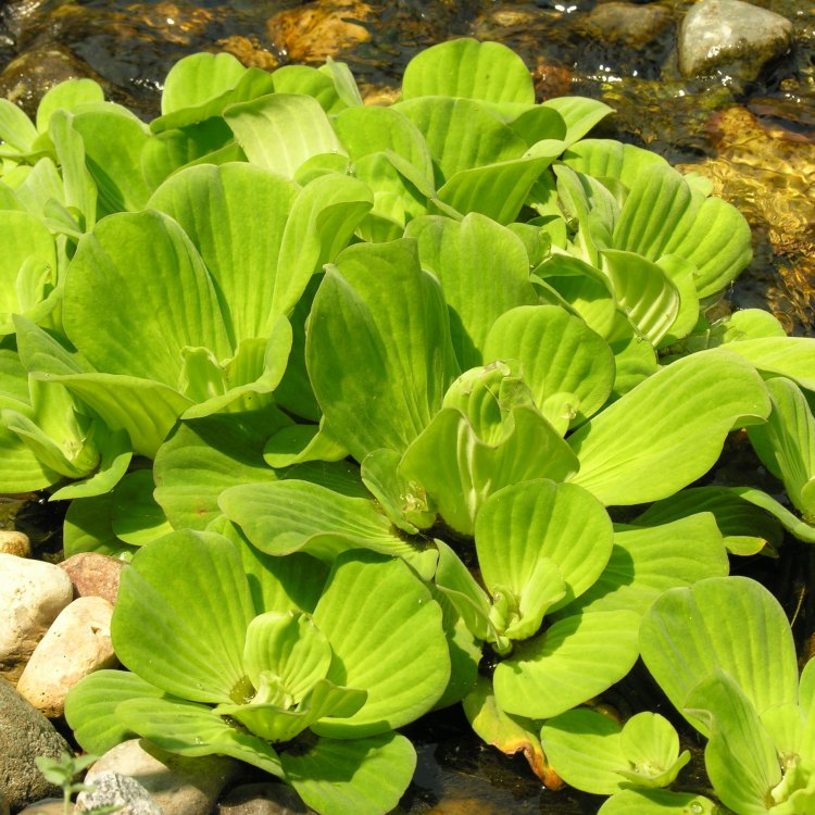 The Captivating Features of Water Lettuce - A Must-Have Aquatic Plant